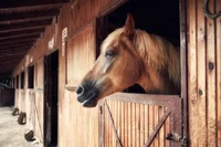 Meadow Stables