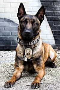 Your K9 dog