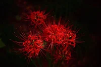 Lycoris
