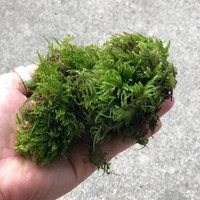 Literal Moss