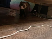 Mischievous ferret