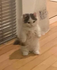 STANDING CAT