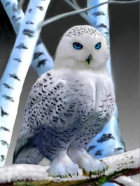 Owl of the snow
