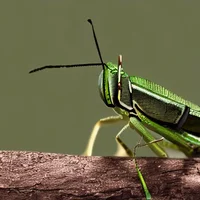 Grasshopper