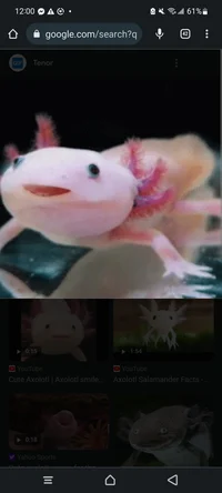 Axolotl