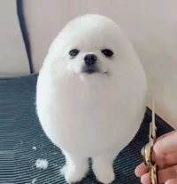 Eggdog 