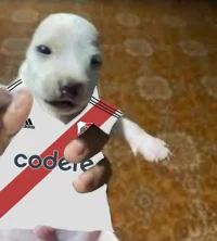 joao