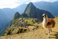 Llama peruana