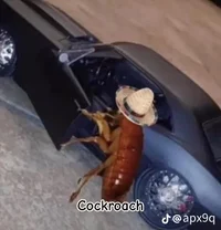 Cool Cockroache