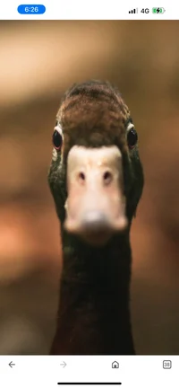 Friendly Duck