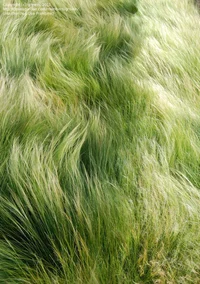 Grass