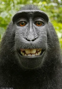 Monke