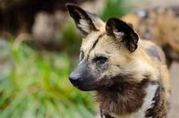 African Wild Dog