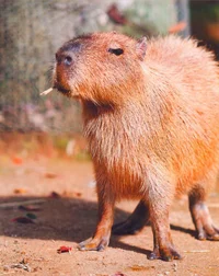 Capybara