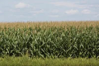 Corn Fields 