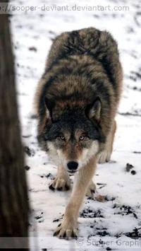 Female Wolf