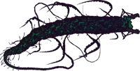 Leviathan