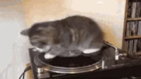 Spinning cat