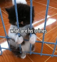 Prison cat