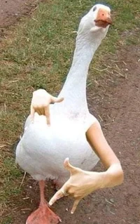 Gangster duck