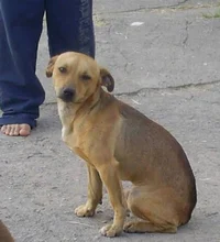 cachorro caramelo 