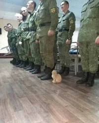 Military Kitty