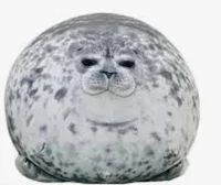 Chonky seal