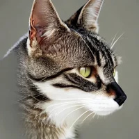 Warriorcatfresh sans