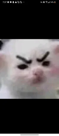 SpendTime With a Cat