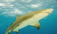 Lemon Shark