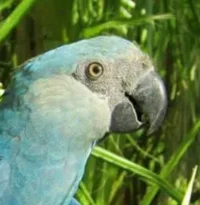 Spix The Macaw