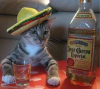 Spanish Cat
