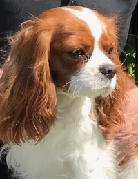 Bob