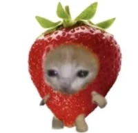 Strawberry cat