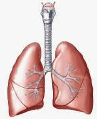 Lungs