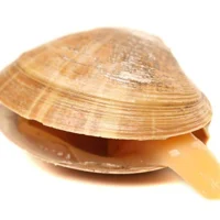 clam