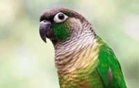 Green cheeked conure