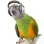 Funky senegal parrot
