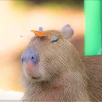 Capybara