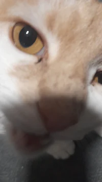 Ginny da slayest cat