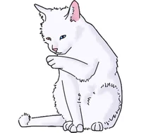 White cat