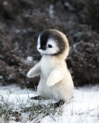 Baby Penguin 