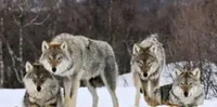 Wolf pack