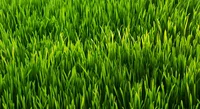 Grass