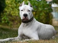 Dogo Argentino 