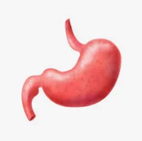 Stomach