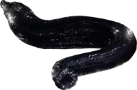 Leech
