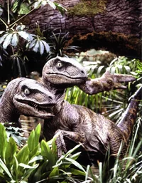 Velociraptors
