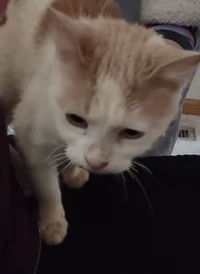 Stinky 