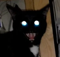 Creepy Cat